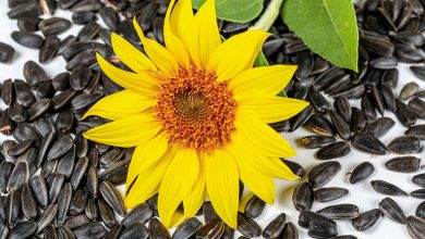 Benefits Of Sunflower Seeds