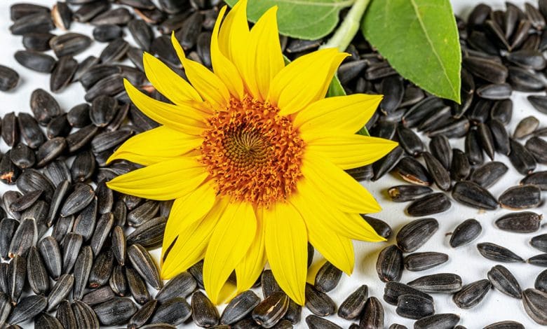 Benefits Of Sunflower Seeds