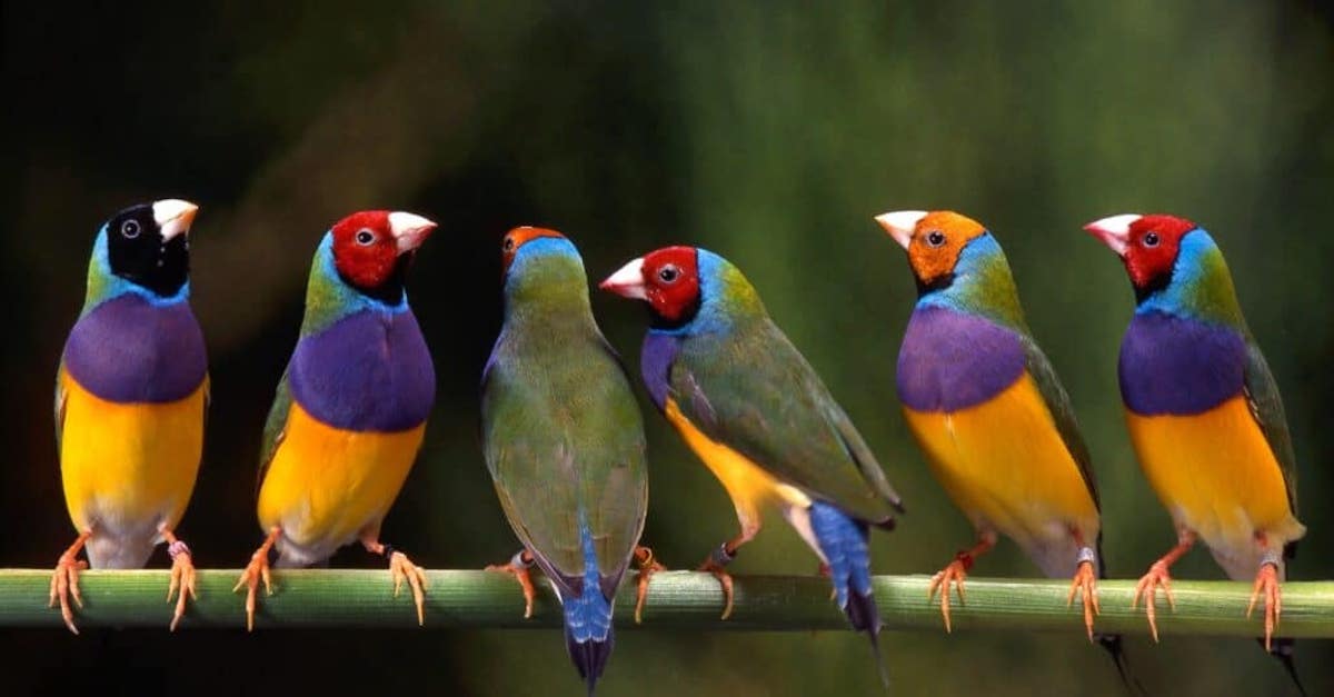 Beautiful Birds In The World