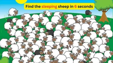Spot The Sleeping Sheep