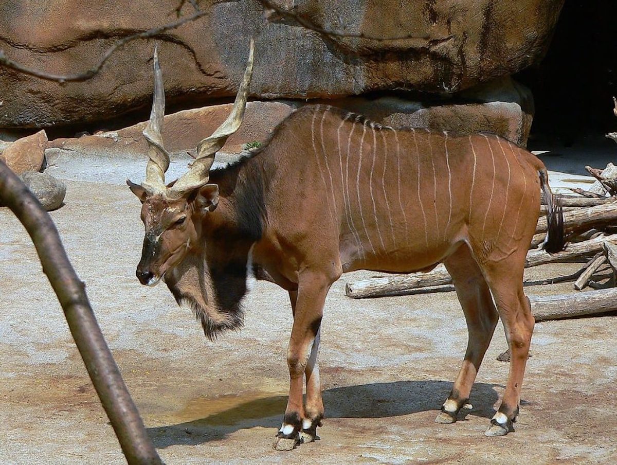 Amazing African Horned Animals