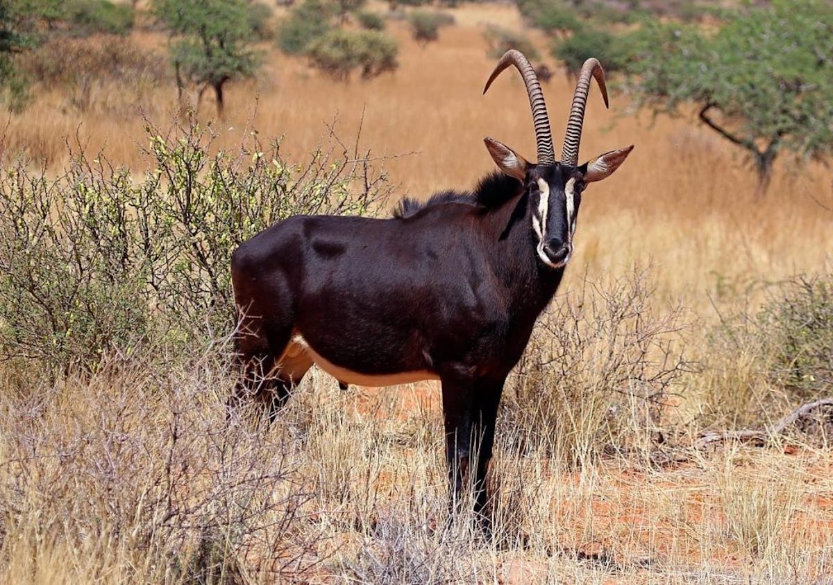 Amazing African Horned Animals