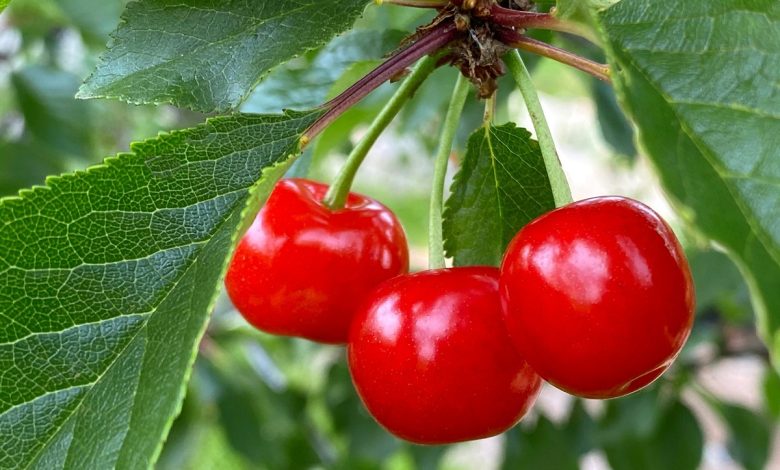 Benefits Of Cherry Fruit