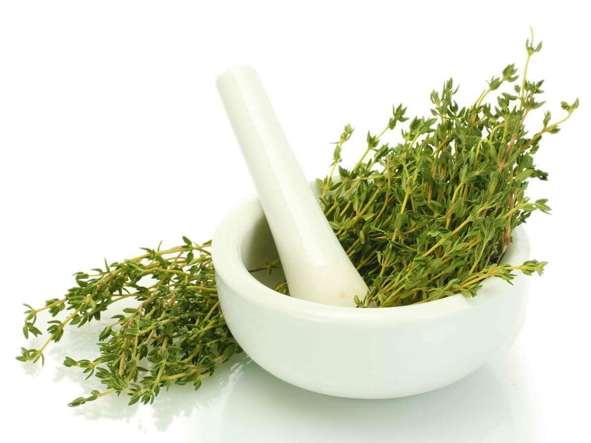 benefit of Thyme for cough