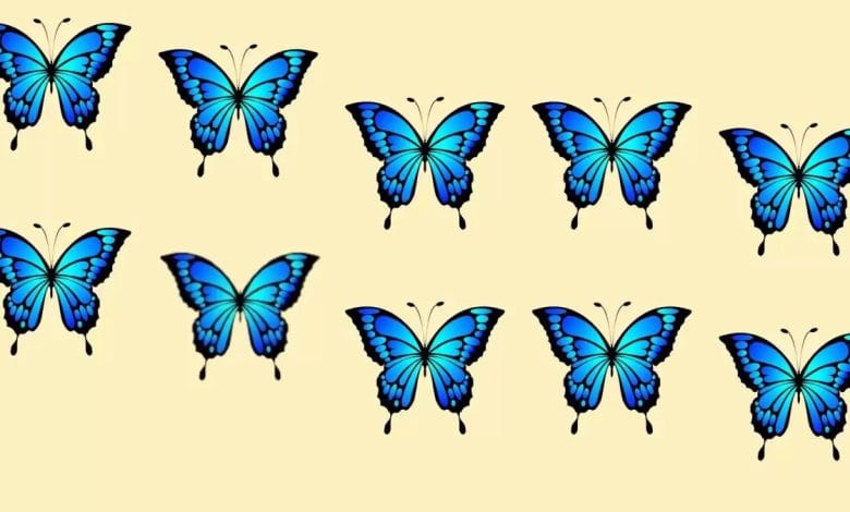 Hidden Odd Butterfly Optical Illusion