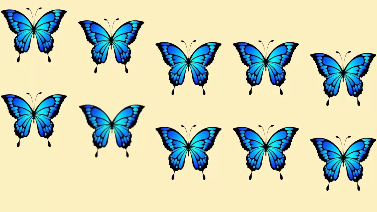 Hidden Odd Butterfly Optical Illusion