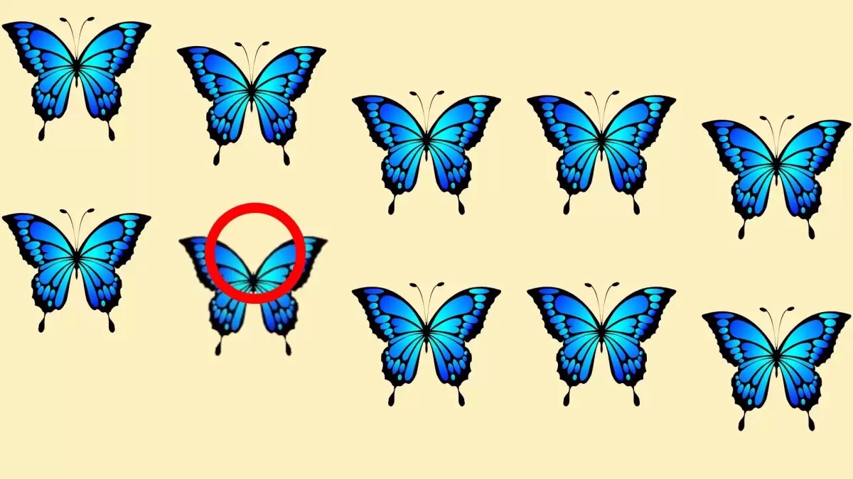 Hidden Odd Butterfly Optical Illusion