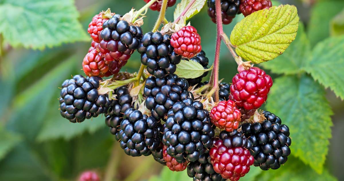 Blackberries