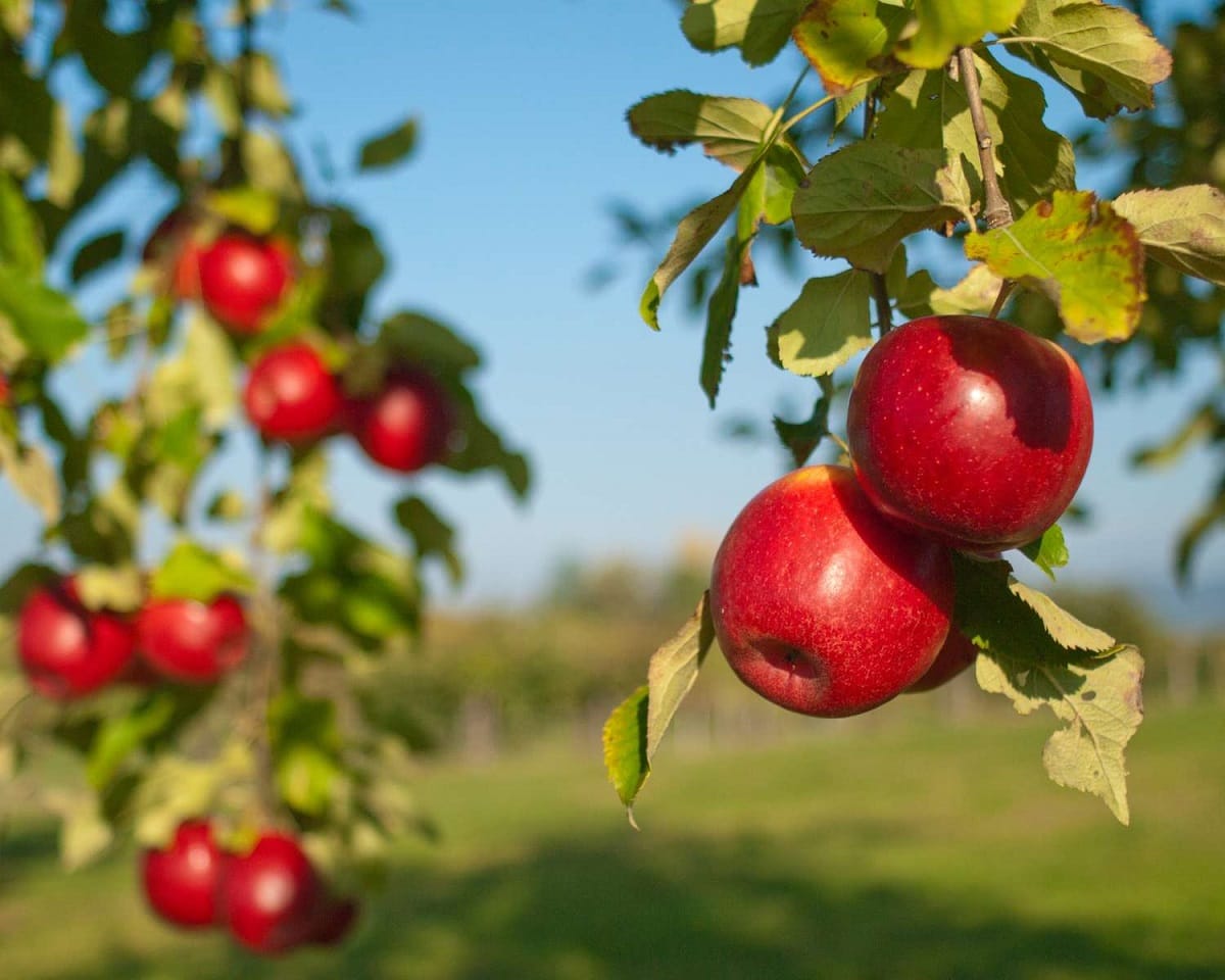 Fall Fruits And Vegetables