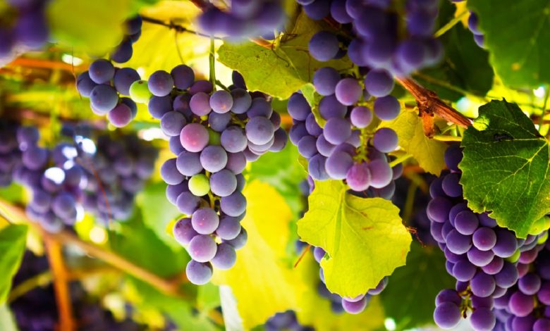 Benefits Of Grapes For Health