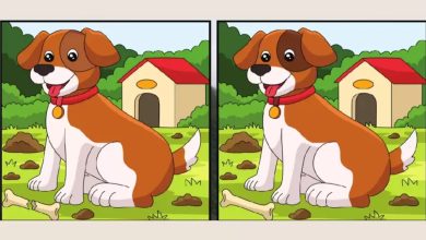 Dog Picture Puzzle