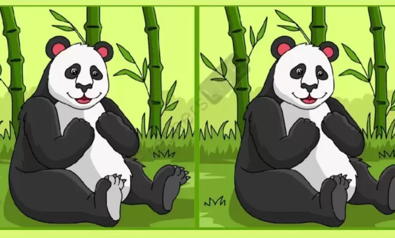 Panda Picture
