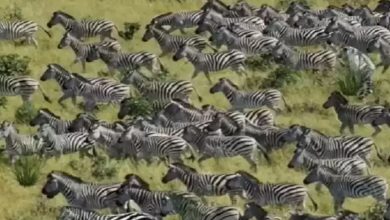 Hidden Tiger Among Zebras