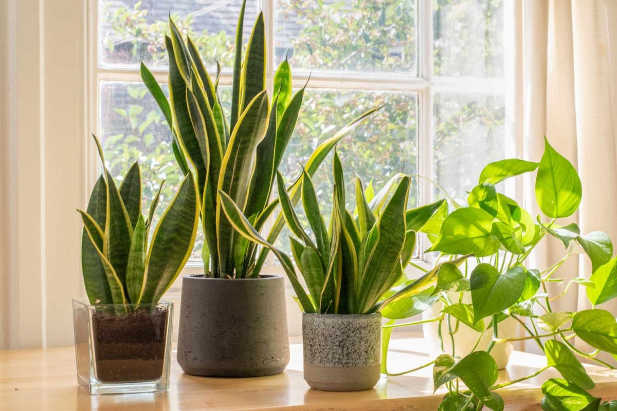 Plants For Better Sleep