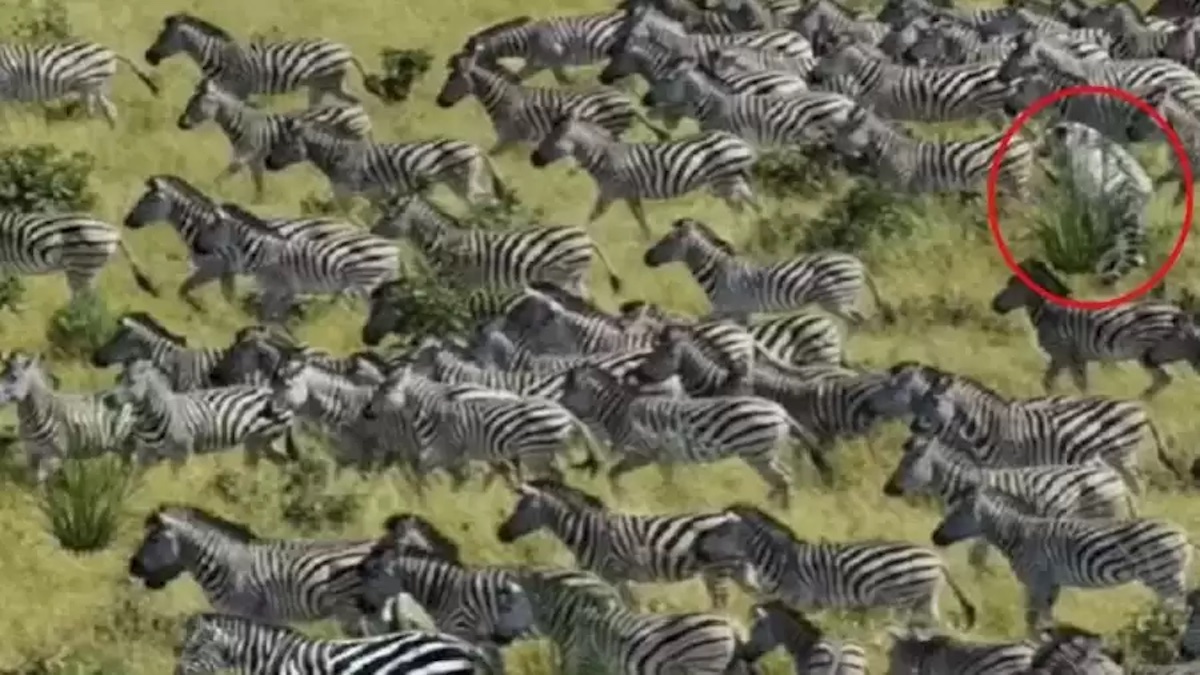 Hidden Tiger Among Zebras
