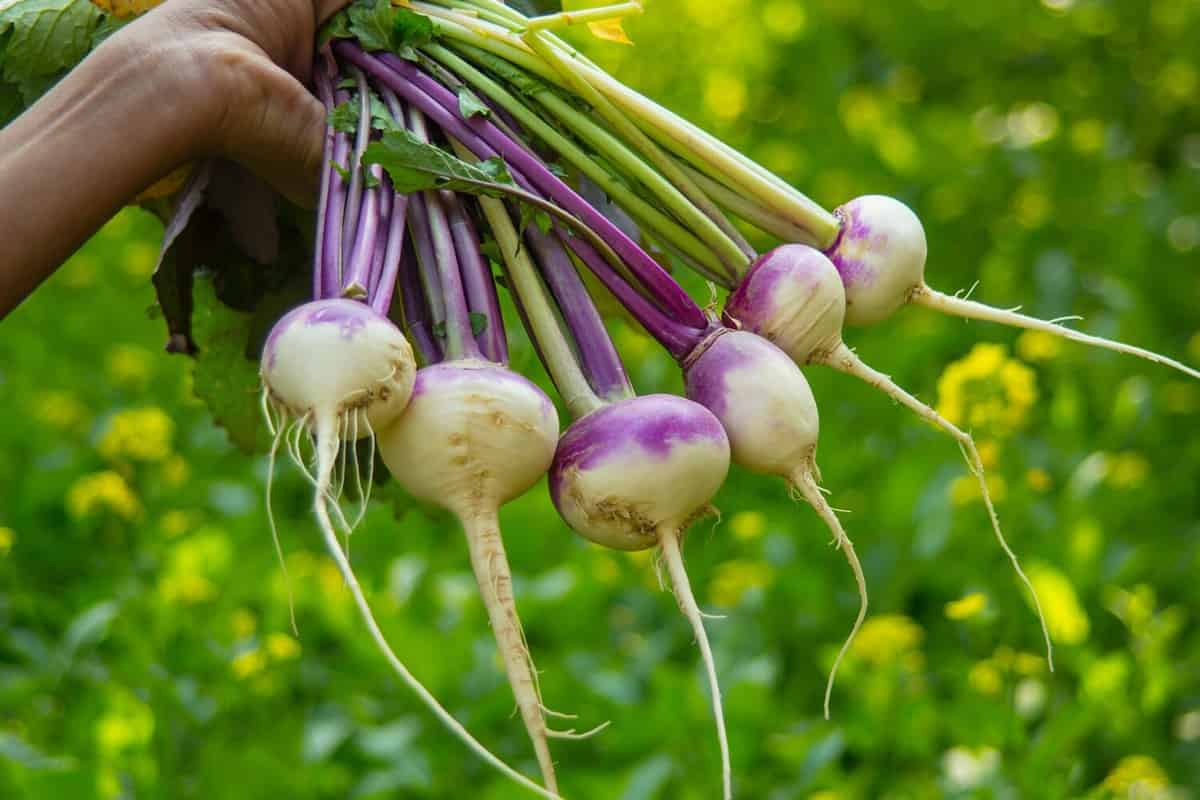 Health Turnip Benefits
