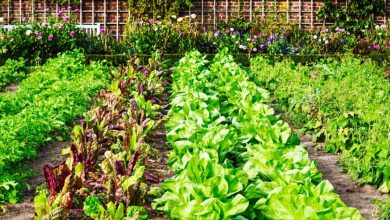 Spring Vegetables