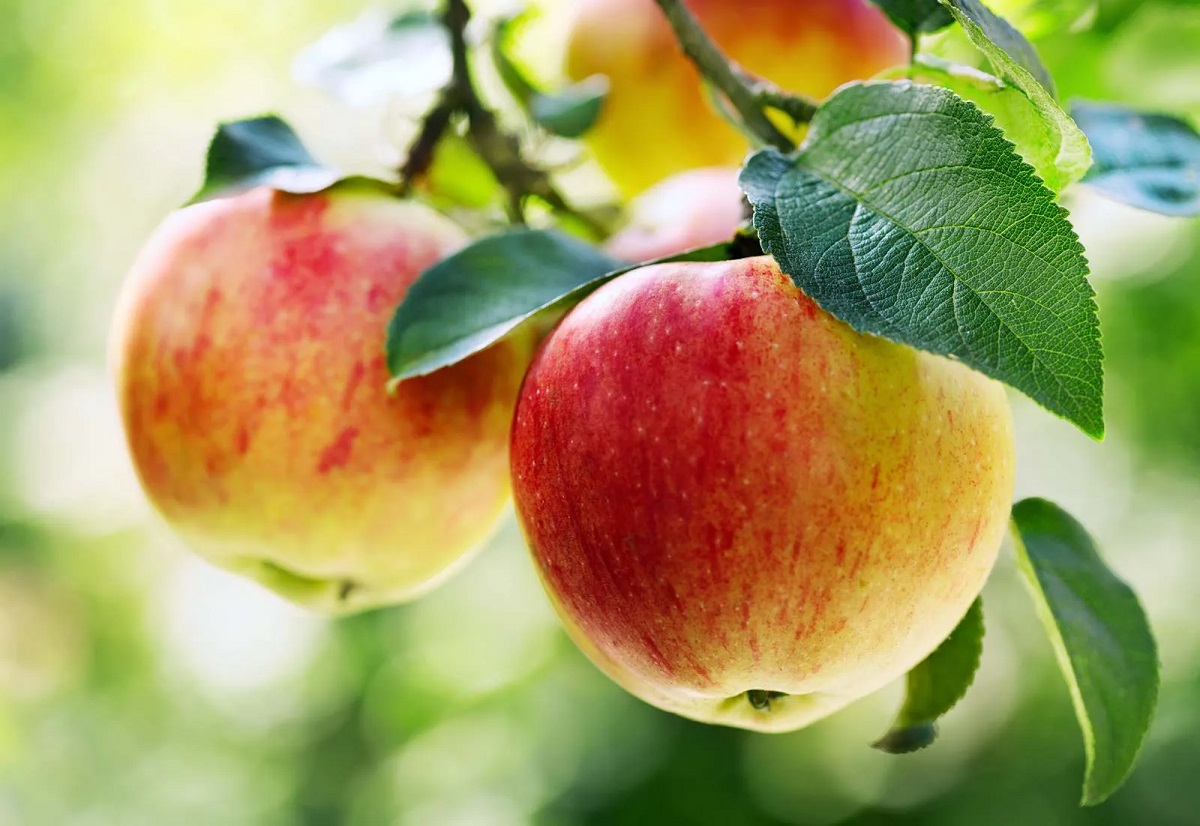 Benefits of Eat Apple Fasting