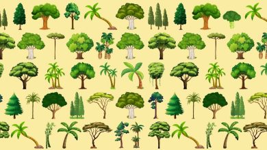 Visual Trees Challenge