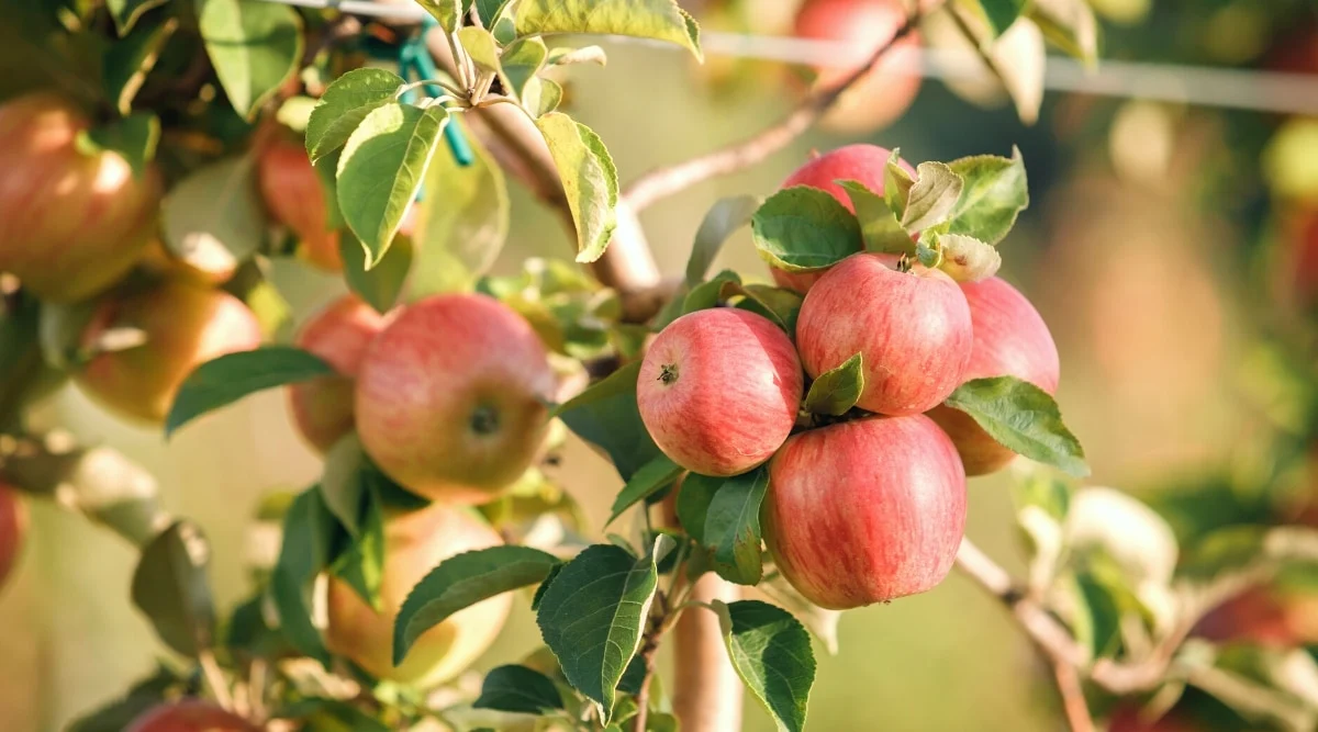 Benefits of Eat Apple Fasting