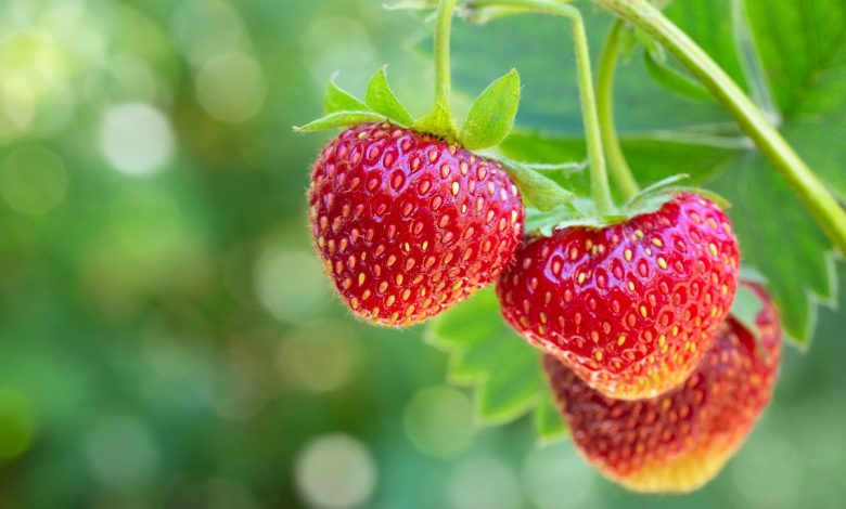 Properties Of Strawberries