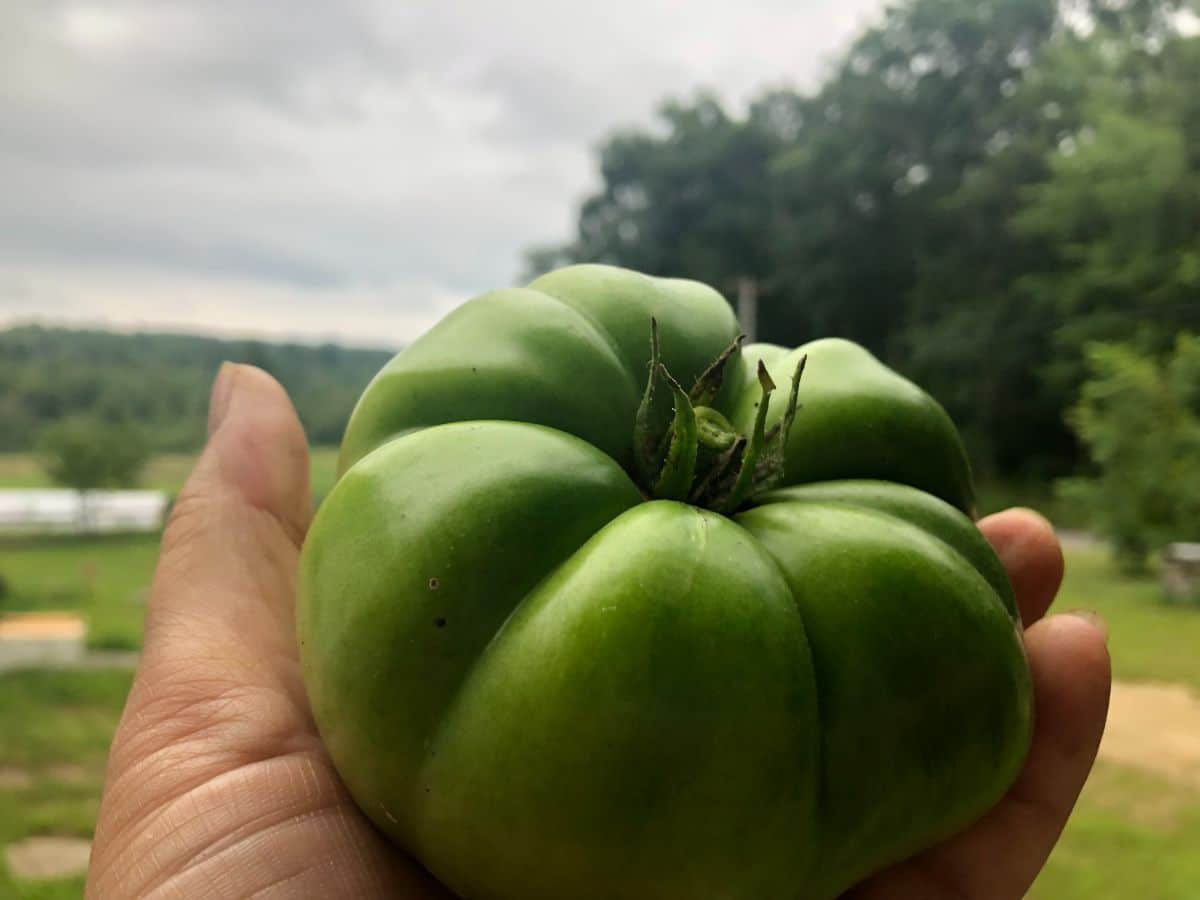 Green Tomatoes During Pregnancy