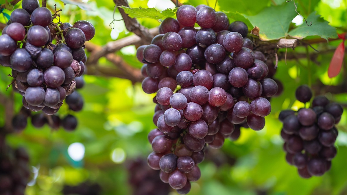 Properties of Grapes