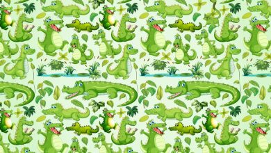 Crocodiles Visual Challenge