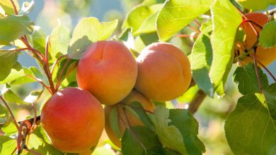 Benefits Of Apricot