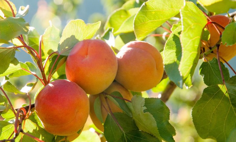 Benefits Of Apricot