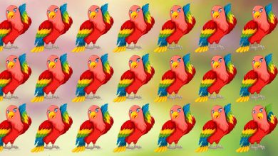 Visual Test Of Parrot