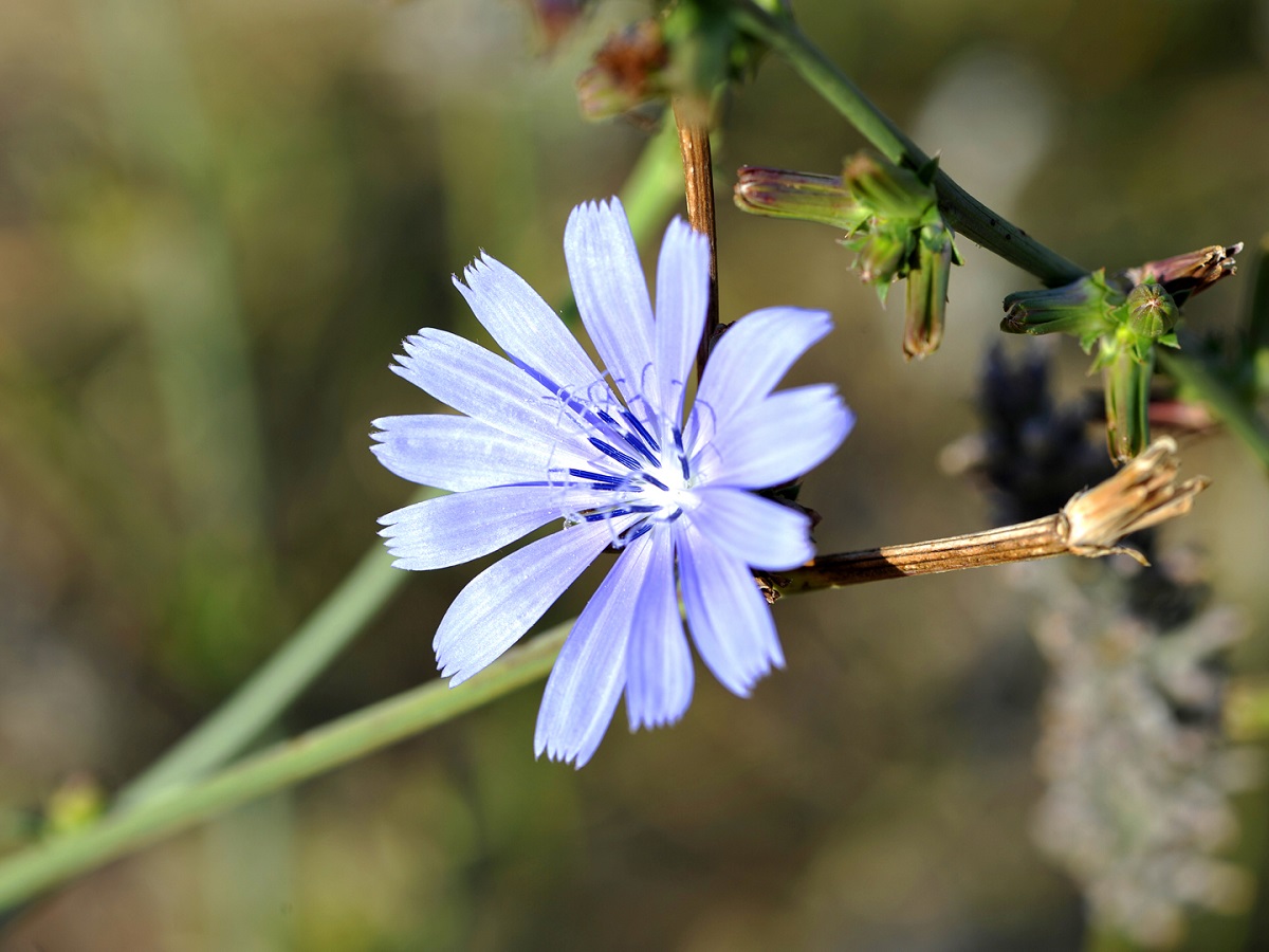 Chicory To Treat Liver Diseases