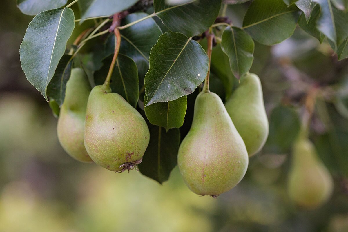 Pear Fruit Benefits