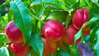 Benefits Of Nectarine