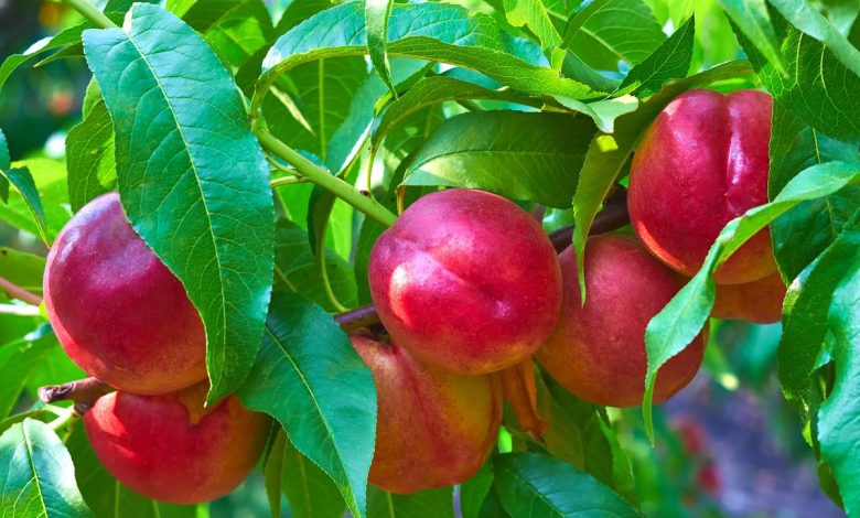 Benefits Of Nectarine