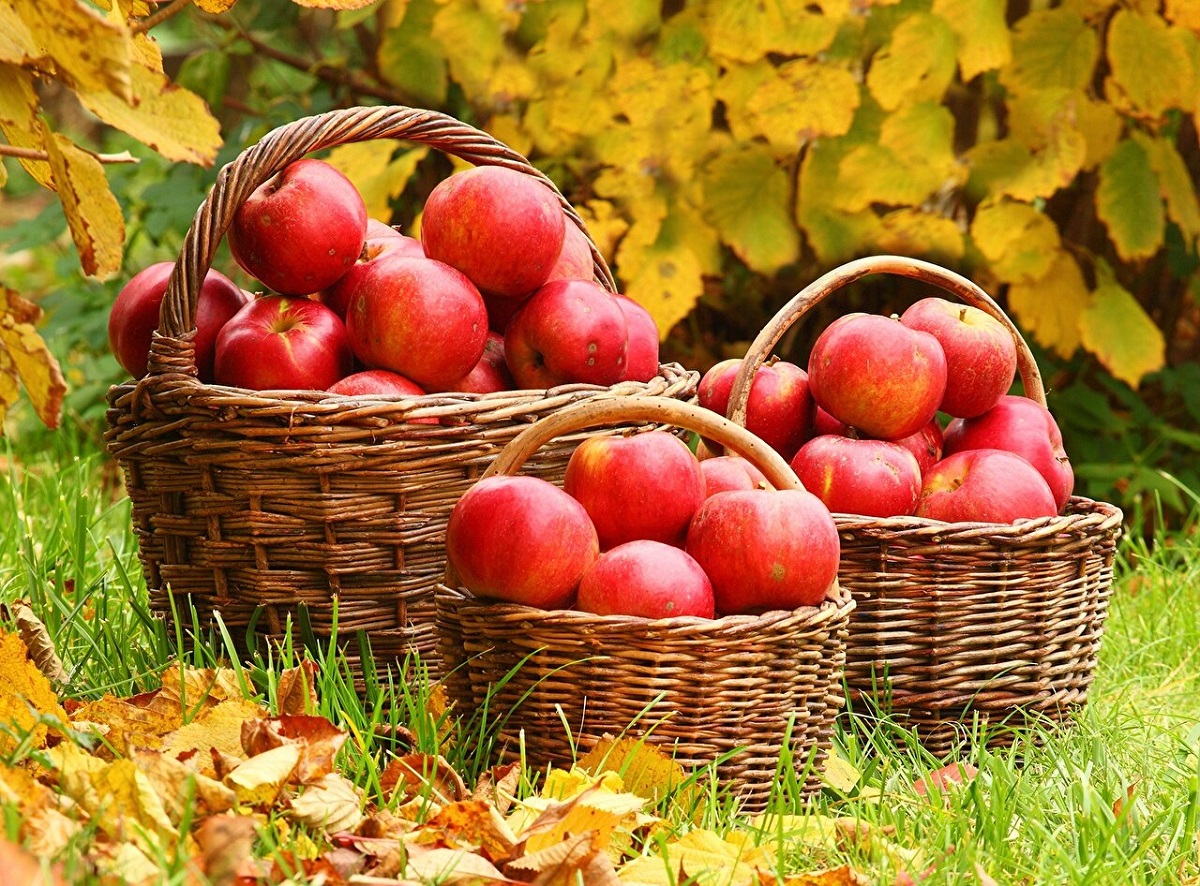 Autumn Fruits