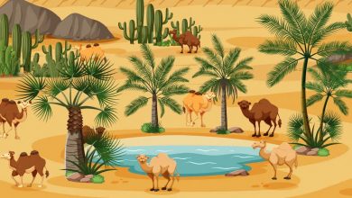 Camels Visual Test