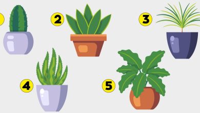 Plant Personality Test