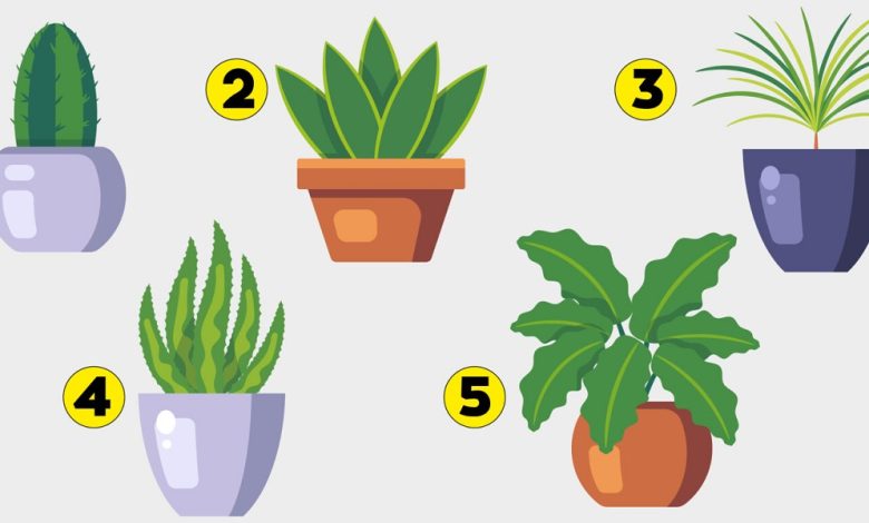 Plant Personality Test