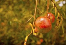 Eating Pomegranates In Autumn