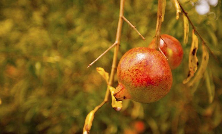 Eating Pomegranates In Autumn