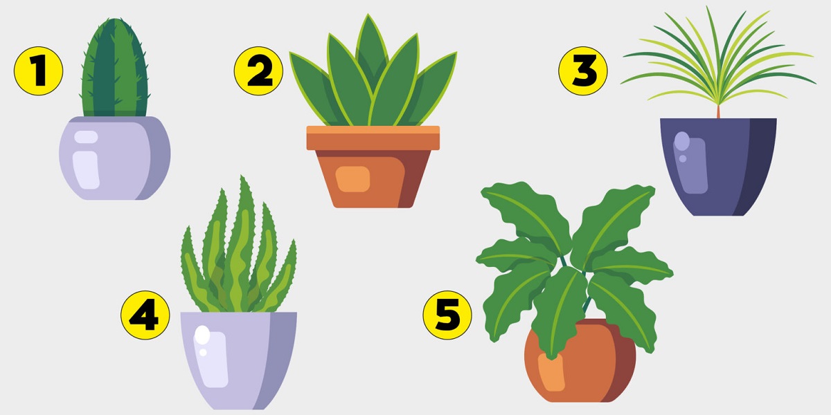 Plant Personality Test