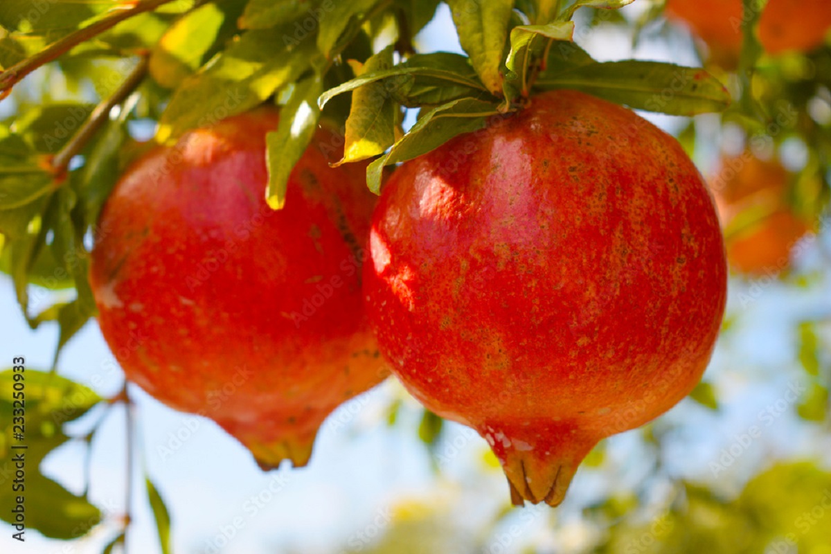 Eating Pomegranates In Autumn