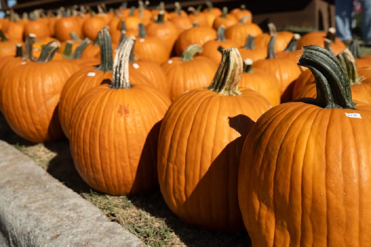 Health Benefits Of Pumpkin