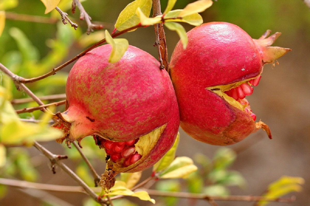 Eating Pomegranates In Autumn