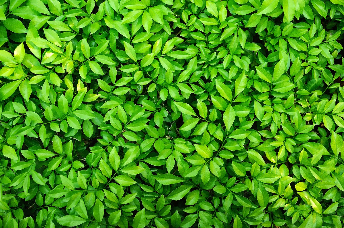 Green Leaves For Bone Strength