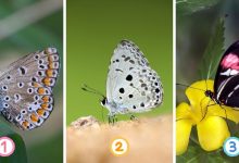 3 Butterfly Personality Test