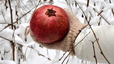 Pomegranate In Cold Weather