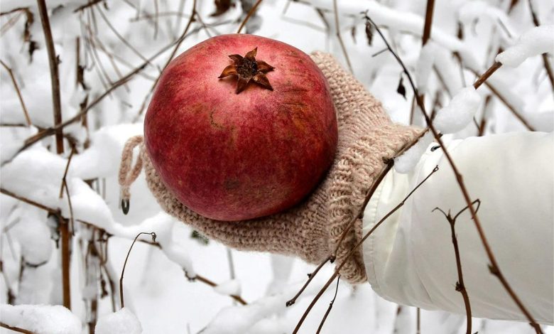 Pomegranate In Cold Weather