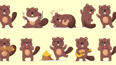 Visual Test Of Beavers